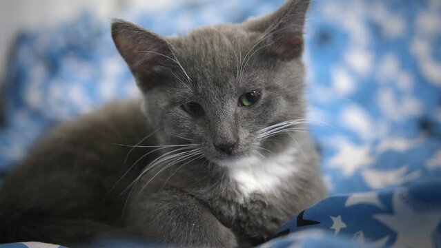 Portrait of Funny Gray Kitten Lying on Blue Textile. Card with Your Favorite Pet. Copy Space. Young Cat Looking at Camera. Happy Little Cat Lovely Resting. Love to Animals. Caressing a Kitty Close up.