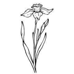 Linear sketch of flowers and buds of spring daffodil.Vector graphics.