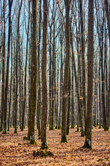 landscape with trees in a forest in autumn day