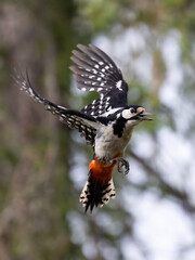 great spotted woodpecker