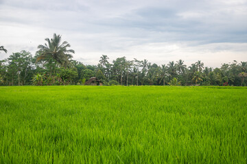 Indonesian rice fields, young rice that has not yet fruited