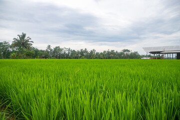 Obraz premium Indonesian rice fields, young rice that has not yet fruited