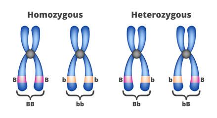 Vector illustration of homozygous and heterozygous chromosomes isolated on a white background. Two sets of chromosomes – homozygous with two identical alleles and heterozygous with different alleles.