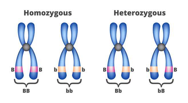 Vector illustration of homozygous and heterozygous chromosomes isolated on a white background. Two sets of chromosomes – homozygous with two identical alleles and heterozygous with different alleles.