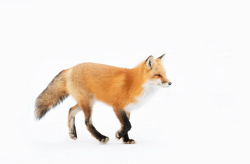 Red fox isolated on white background with bushy tail hunting through the freshly fallen snow in...