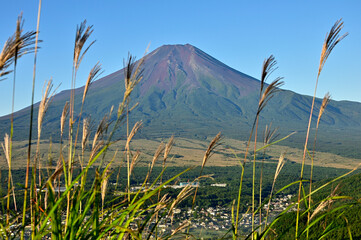 道志山塊の高座山　ススキに夏の富士山
