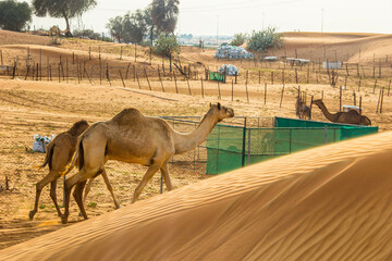Camels in the Desert, Ras al-Khaimah, United Arab Emirates, Asia.