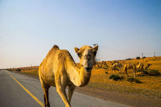 Camels in the Desert, Ras al-Khaimah, United Arab Emirates, Asia.