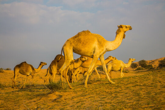 Camels in the Desert, Ras al-Khaimah, United Arab Emirates, Asia.