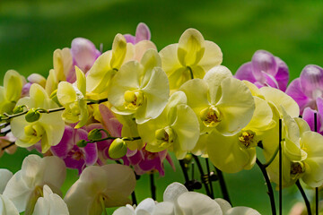 Blooming orchids. Dalat in January in Vietnam. 