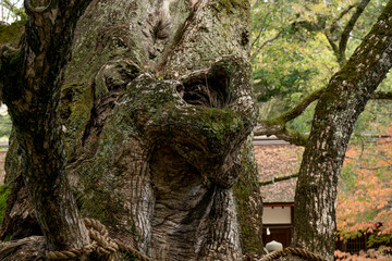 大山祇神社