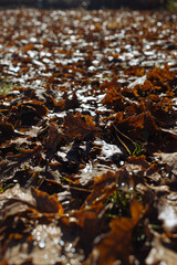autumn leaves on the grass in the garden