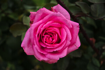 Beautiful Pink Rose close up