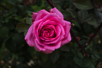 Beautiful Pink Rose close up