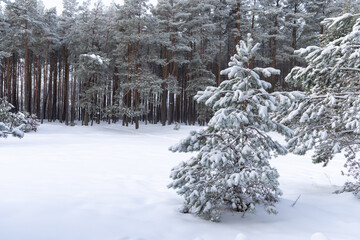 Forest in the snow. Pine tree branches covered with snow. Frozen tree branch in winter forest.