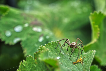 Spider closeup on a leaf with watler droplets 