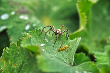 Spider closeup on a leaf with watler droplets 