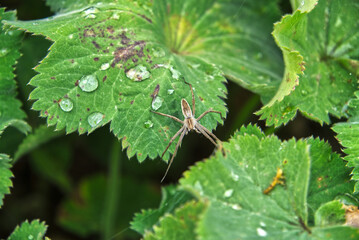 Spider closeup on a leaf with watler droplets 