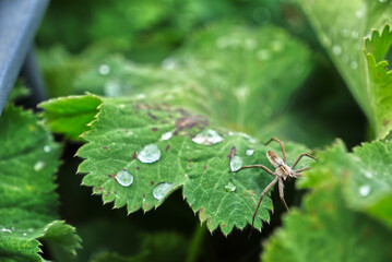 Spider closeup on a leaf with watler droplets 