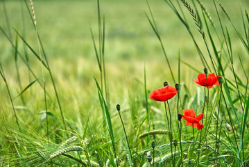 Red poppy in the middle of tall grass 