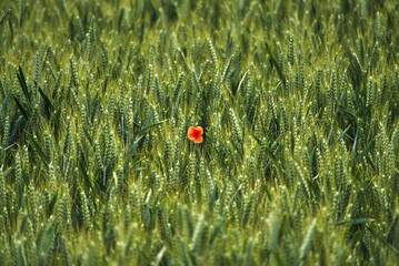 Red poppy in the middle of tall grass 