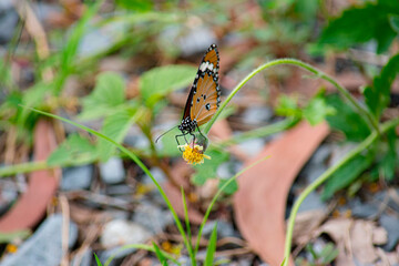 1 Picture of butterflies perching on flowers in colorful nature on green leaf background.