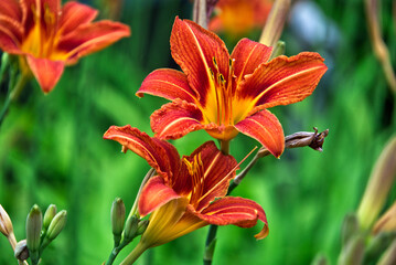 beautiful daylily close up with blurred background
