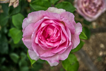 Beautiful pink tea rose close up with blurry background
