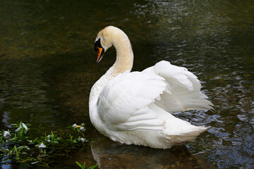 Obraz premium Mute Swan, United Kingdom