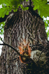 Spotkanie z wiewiórką pospolitą w parku 
