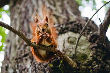 Bliskie spotkanie z wiewiórką na drzewie  - obrazy, fototapety, plakaty