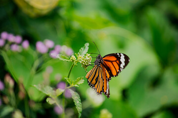 Picture of butterflies perching on flowers in colorful nature on green leaf background.