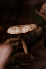 wild mushrooms in the forest in autumn