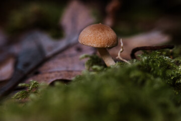 wild mushrooms in the forest in autumn