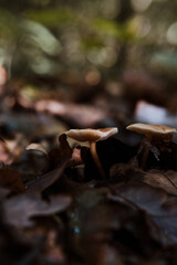 wild mushrooms in the forest in autumn