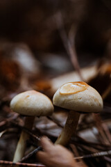 wild mushrooms in the forest in autumn