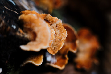 wild mushrooms in the forest in autumn