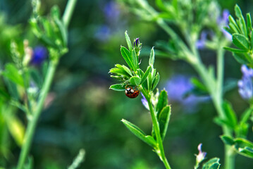Ladybug climbing up a green alfalfa stick