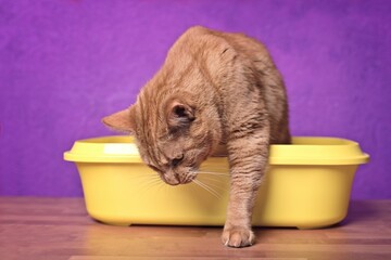 Cute ginger cat going out of a open Litter box. Horizontal image with selective focus
