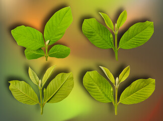 collection of young guava leaf stalks with various variations on beautiful blurred colorful background. leaf sets