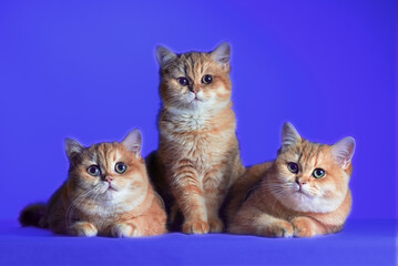 Fototapeta na wymiar three red-haired British shorthair kittens on a blue background