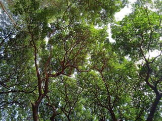 Strange/Beautiful Tree Branches in the forest