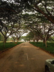 Road in the Middle of the Forest Park