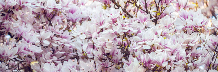Beautiful Light Pink Magnolia Tree with Blooming Flowers during Springtime in English Garden, UK....