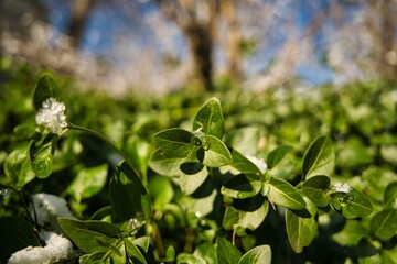 box tree leaves with snow on it and blue sky in blurred background