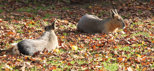 Patagonian mara (Dolichotis patagonum)   in autumn leaves
