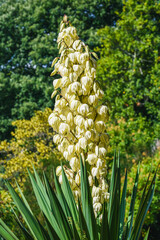 Obraz premium Adams Needle, Yucca Filamentosa, Gardens, Devon, England
