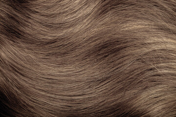 Brown hair close-up as a background. Women's long brown hair. Beautifully styled wavy shiny curls. Hair coloring. Hairdressing procedures, extension.
