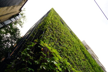 Wall of high-rise building covered with plants