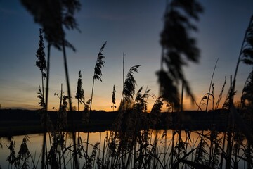 Fototapeta premium Wonderful blue golden red sky after sunset with trees in foreground